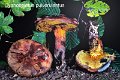 Cyanoboletus pulverulentus-amf339-1